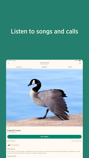 Audubon Bird Guide screenshot 14