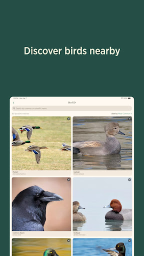 Audubon Bird Guide screenshot 15